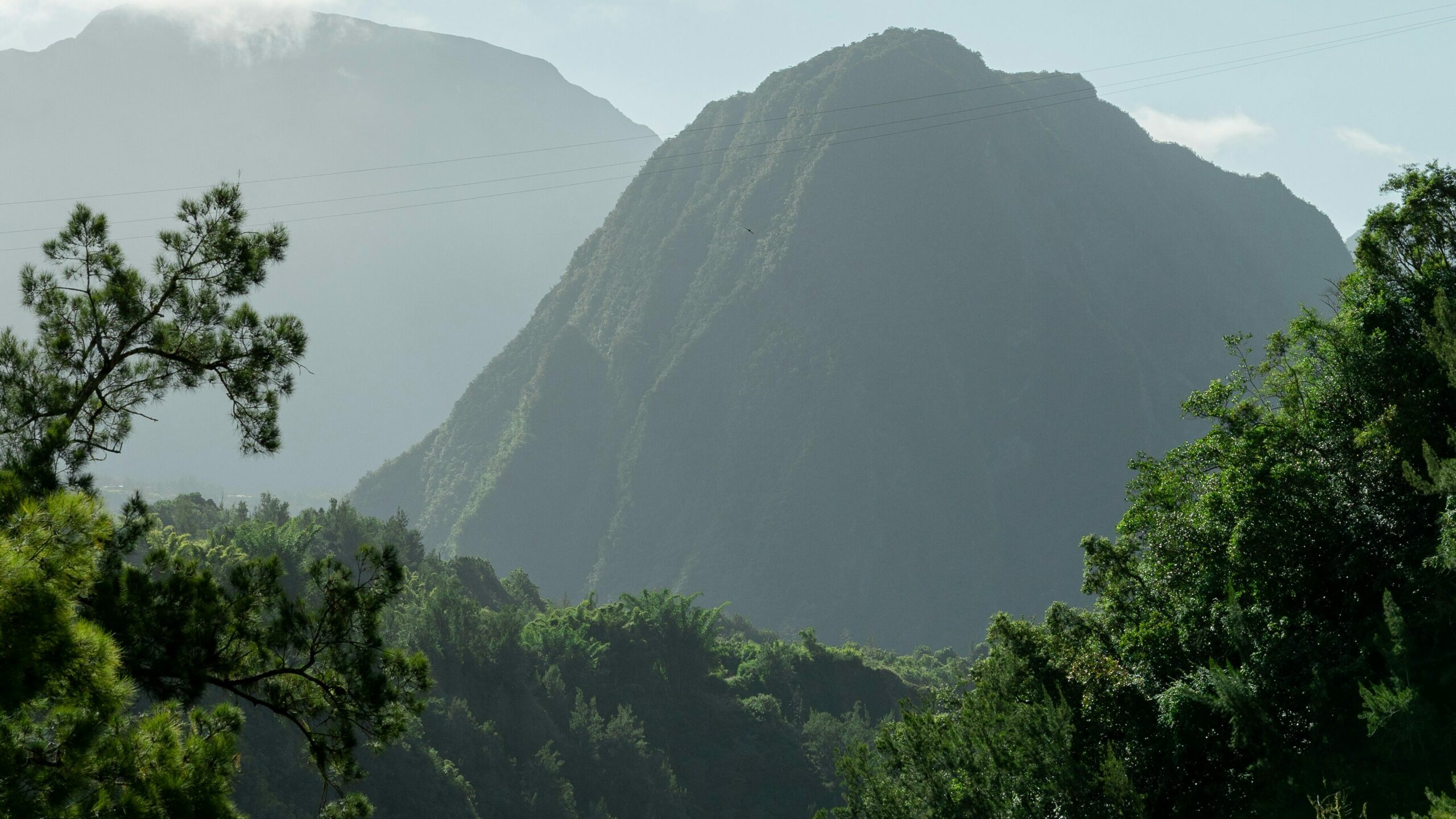 photo d'une forêt tropicale avec une vue sur les montagnes